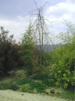 Treurbeuk (Fagus Sylvatica 'Pendula') -Tuinplantenwinkel 20070905225726 14