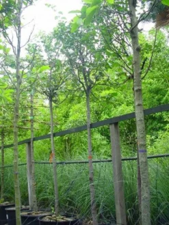 Kweepeer (Cydonia Oblonga) 9 Kweepeer (Cydonia Oblonga) -Tuinplantenwinkel 20070907160839 5