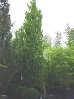 Zuilbeuk (Fagus Sylvatica 'Dawyck')