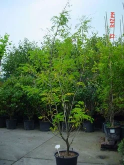 Geelbladige Christusdoorn (Gleditsia Triacanthos 'Sunburst') -Tuinplantenwinkel 20070918224447 35 7