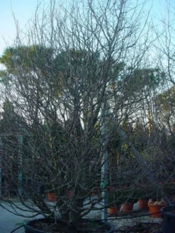 Perzisch IJzerhout Als Struik (Parrotia Persica) -Tuinplantenwinkel 20071029100211 14