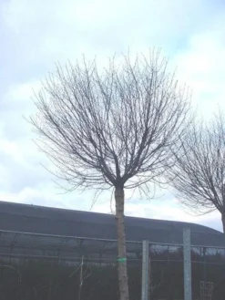 Bolprunus (Prunus Eminens 'Umbraculifera') -Tuinplantenwinkel 20071030133043 16