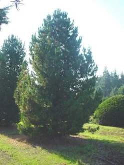 Alpenden (Pinus Cembra)
