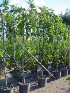 Japanse Treursierkers (Prunus Serrulata 'Kiku-shidare') -Tuinplantenwinkel 20071109164514 13 1