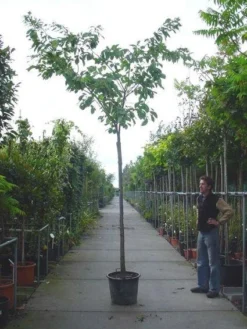 Japanse Sierkers (Prunus Serrulata 'Shirofugen')