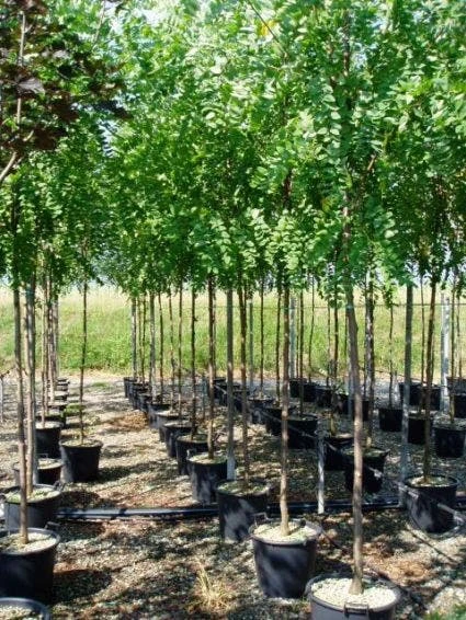 Acacia (Robinia Margaretta 'Casque Rouge') 2 Acacia (Robinia Margaretta 'Casque Rouge') - Afbeelding 2