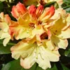 Rhododendron (Rhododendron 'Nancy Evans')