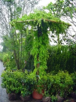 Blauwe Regen (Wisteria Sinensis) -Tuinplantenwinkel 20071130090736 20 1