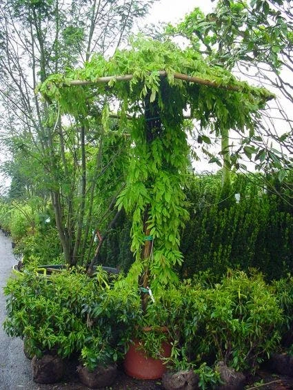 Blauwe Regen (Wisteria Sinensis) 5 Blauwe Regen (Wisteria Sinensis) - Afbeelding 5