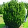 Taxus (Taxus Media 'Hicksii')