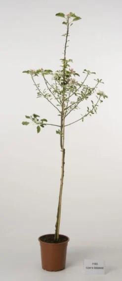 Appelboom (Malus Domestica 'Cox's Orange') -Tuinplantenwinkel 20080312144237 2 1