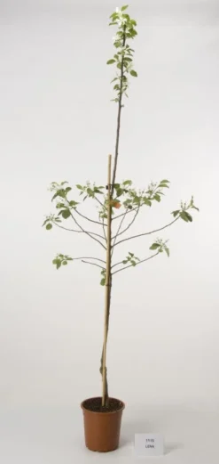 Appelboom (Malus Domestica 'Lena')