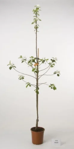 Appelboom (Malus Domestica )