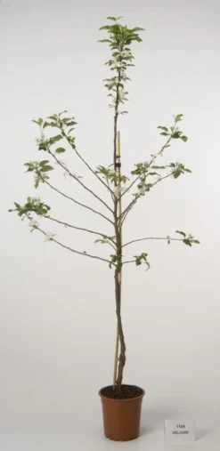 Lei-Appel (Malus Domestica 'Cox's Orange') -Tuinplantenwinkel 20080318090058 1