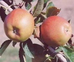 Appelboom (Malus Domestica 'Braeburn') -Tuinplantenwinkel 20080318091048 1 1