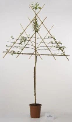 Lei-Appel (Malus Domestica 'Cox's Orange') -Tuinplantenwinkel 20080318091143 1