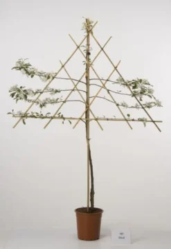 Lei-Appel (Malus Domestica 'Cox's Orange') -Tuinplantenwinkel 20080318093506 1