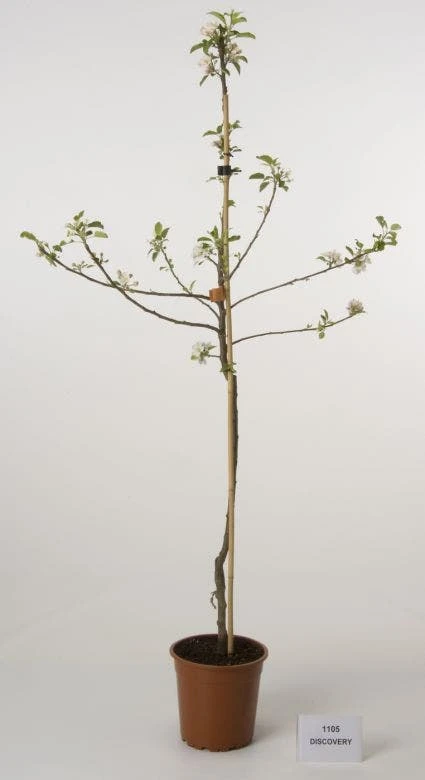 Appelboom (Malus Domestica 'Discovery') 2 Appelboom (Malus Domestica 'Discovery') - Afbeelding 2