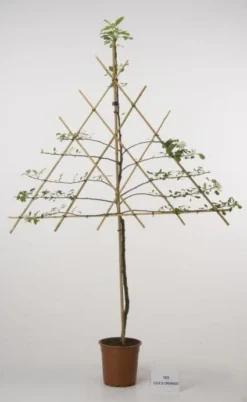 Lei-Appel (Malus Domestica 'Cox's Orange') -Tuinplantenwinkel 20080326220814 1