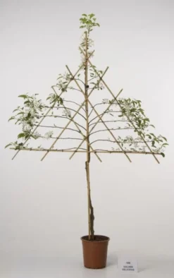 Lei-Appel (Malus Domestica 'Cox's Orange') -Tuinplantenwinkel 20080326222237 1