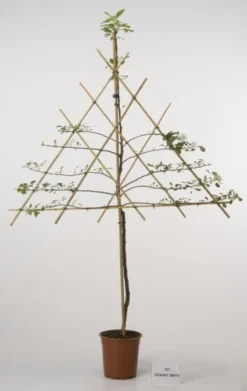 Lei-Appel (Malus Domestica 'Cox's Orange') -Tuinplantenwinkel 20080326222553 1