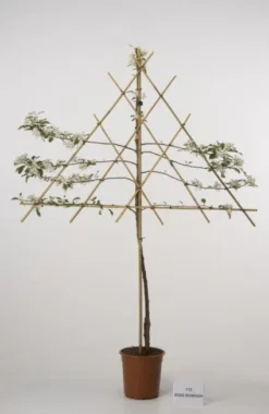 Lei-Appel (Malus Domestica 'Rode Boskoop')