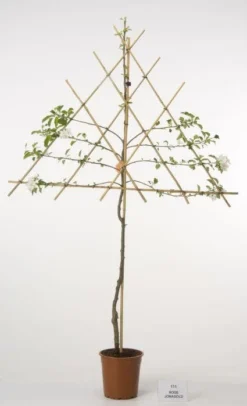 Lei-Appel (Malus Domestica 'Cox's Orange') -Tuinplantenwinkel 20080326223921 1