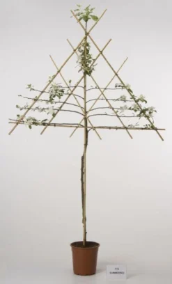 Lei-Appel (Malus Domestica 'Cox's Orange') -Tuinplantenwinkel 20080326224211 1