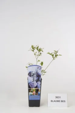 Bosbes (Vaccinium Corymbosum)