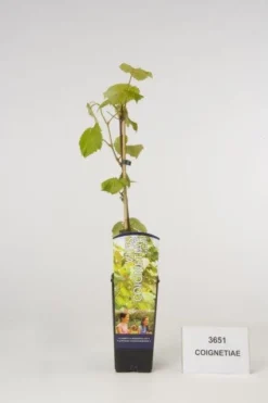Sierdruif (Vitis Coignetiae)