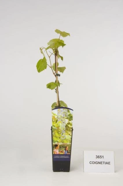 Sierdruif (Vitis Coignetiae) 1 Sierdruif (Vitis Coignetiae)