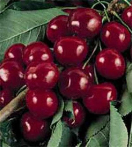 Kersenboom (Prunus Avium 'Bigarreau Burlat') 1 Kersenboom (Prunus Avium 'Bigarreau Burlat')