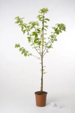 Kersenboom (Prunus Avium 'Hedelfinger Riesenkirsche') -Tuinplantenwinkel 20080414152652 2