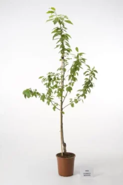 Kersenboom (Prunus Avium 'Hedelfinger Riesenkirsche') -Tuinplantenwinkel 20080414153422 3