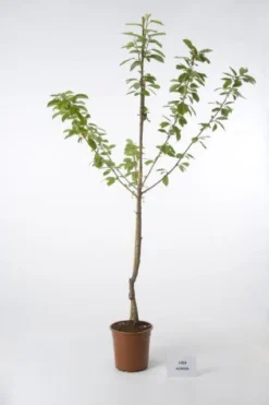 Kersenboom (Prunus Avium 'Hedelfinger Riesenkirsche') -Tuinplantenwinkel 20080414153854 2