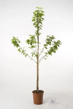 Kersenboom (Prunus Avium 'Hedelfinger Riesenkirsche') -Tuinplantenwinkel 20080414154743 2