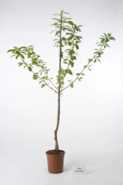 Kersenboom (Prunus Avium 'Merchant')