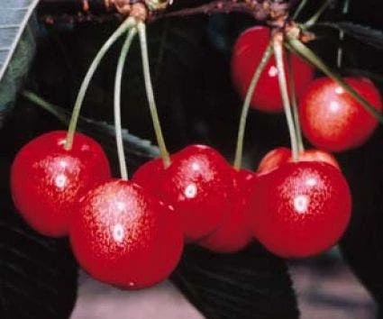 Kersenboom (Prunus Avium 'Sunburst') 2 Kersenboom (Prunus Avium 'Sunburst') - Afbeelding 2