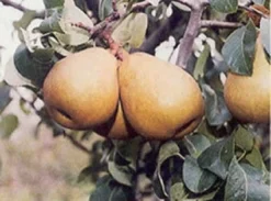 Perenboom (Pyrus Communis 'Beurre Hardy') -Tuinplantenwinkel 20080417125526 6