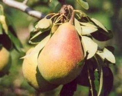 Perenboom (Pyrus Communis 'Clapp's Favourite') 2 Perenboom (Pyrus Communis 'Clapp's Favourite') - Afbeelding 2