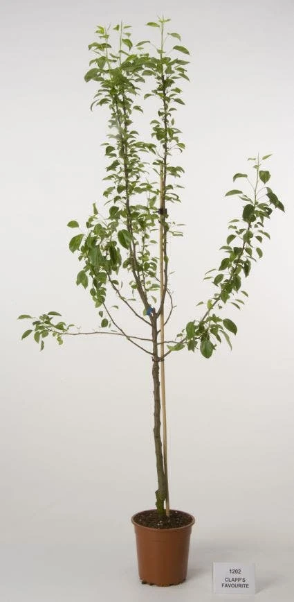 Perenboom (Pyrus Communis 'Clapp's Favourite') 1 Perenboom (Pyrus Communis 'Clapp's Favourite')