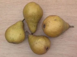 Perenboom (Pyrus Communis 'Gieser Wildeman') 8 Perenboom (Pyrus Communis 'Gieser Wildeman') -Tuinplantenwinkel 20080417131017 6 1