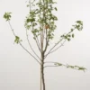Perenboom (Pyrus Communis 'Conference')