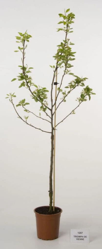 Perenboom (Pyrus Communis 'Triomph De Vienne') 2 Perenboom (Pyrus Communis 'Triomph De Vienne') - Afbeelding 2