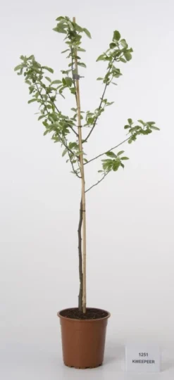 Kweepeer (Cydonia Oblonga) -Tuinplantenwinkel 20080417145544 2 1