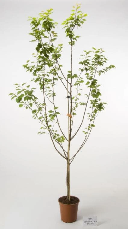 Abrikozenboom (Prunus Armeniaca 'Tros Oranje') 1 Abrikozenboom (Prunus Armeniaca 'Tros Oranje')