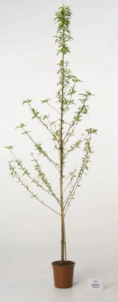 Amandelboom (Prunus Dulcis) 2 Amandelboom (Prunus Dulcis) - Afbeelding 2