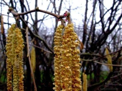 Hazelaar/Hazelnoot (Corylus Avellana 'Webb's Prize Cob') 1 Hazelaar/Hazelnoot (Corylus Avellana 'Webb's Prize Cob')