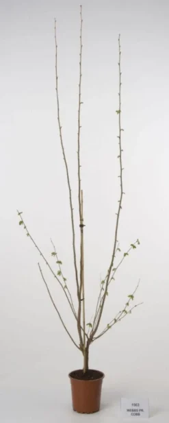 Hazelaar/Hazelnoot (Corylus Avellana 'Webb's Prize Cob') -Tuinplantenwinkel 20080417160452 1 1