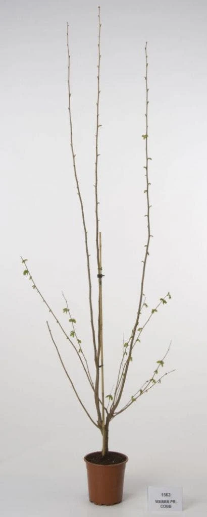 Hazelaar/Hazelnoot (Corylus Avellana 'Webb's Prize Cob') 4 Hazelaar/Hazelnoot (Corylus Avellana 'Webb's Prize Cob') - Afbeelding 4